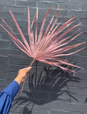 Pink Dried Palms