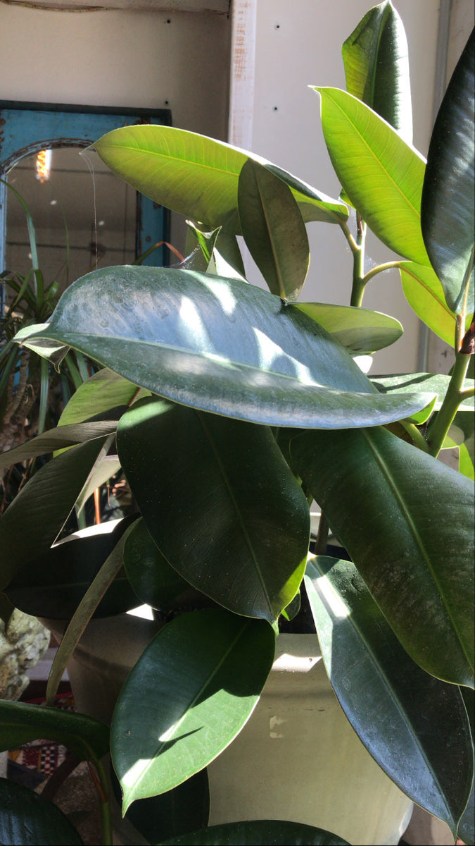 Buy Rubber Tree, Rubber Plant, Ficus elastica - Plant online from  Nurserylive at lowest price.