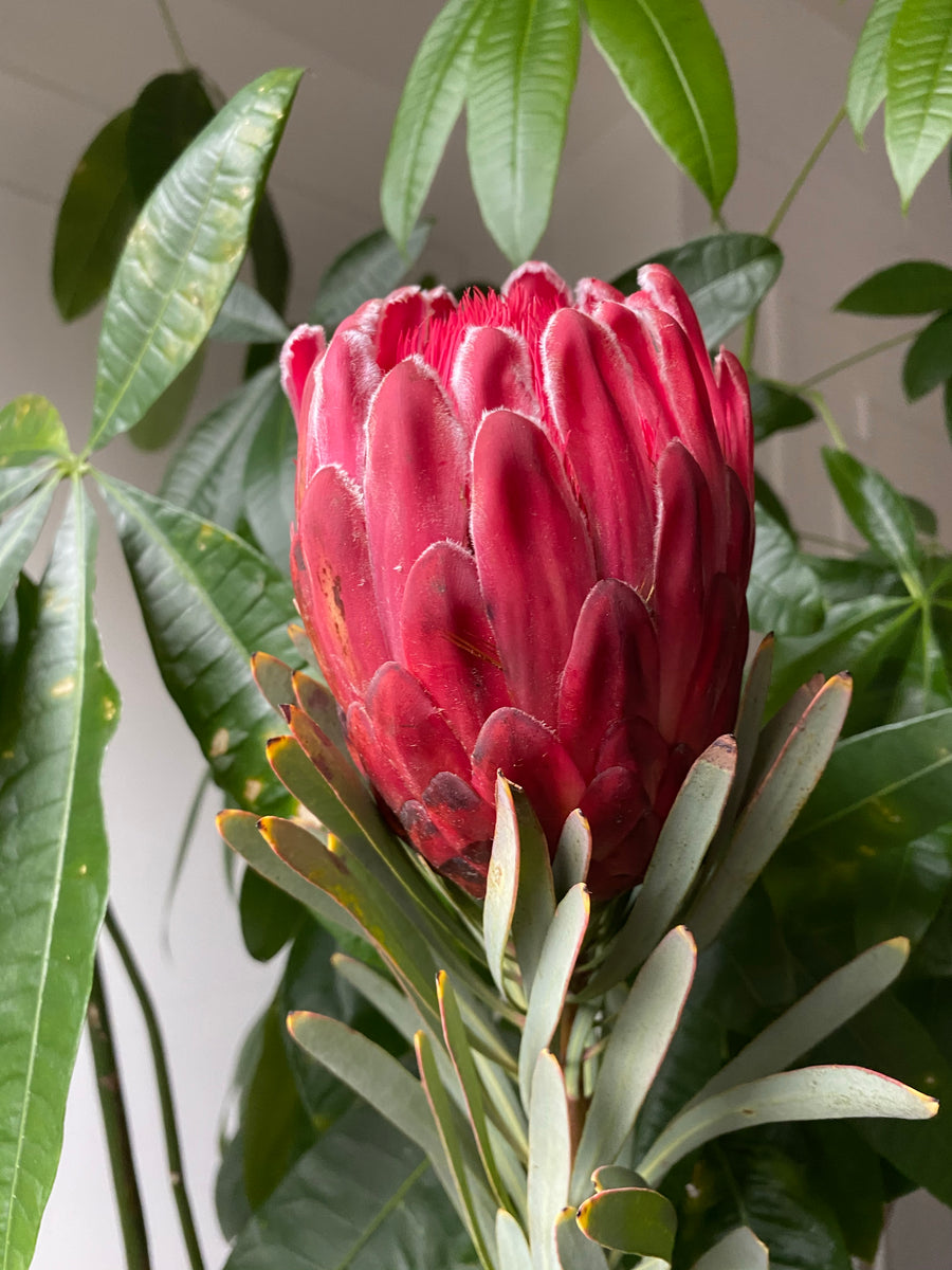 Dried Protea Flowers, 5stems Dried Florals by BLOOMINGFUL FLOWERS