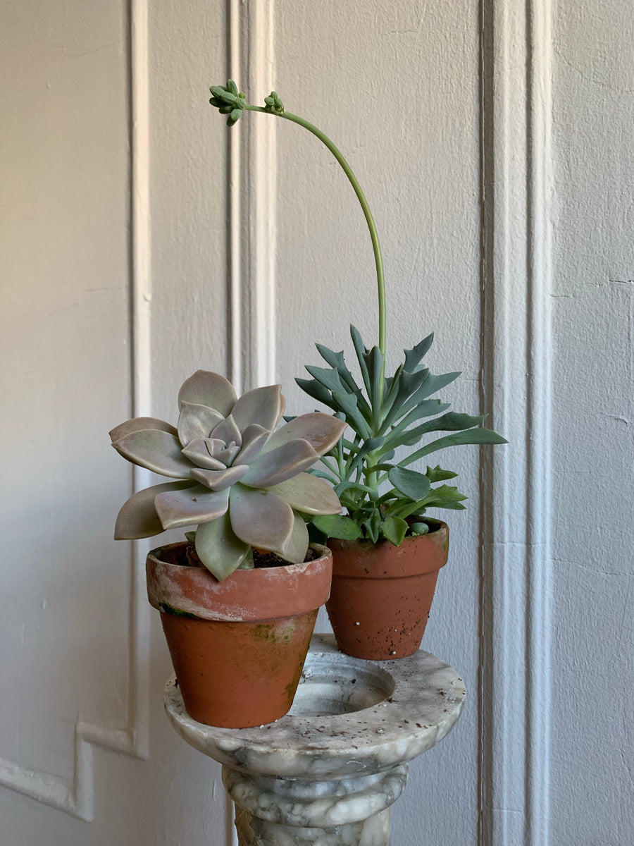 3” Cacti + Succulent ~ Live Plants – FENG SWAY