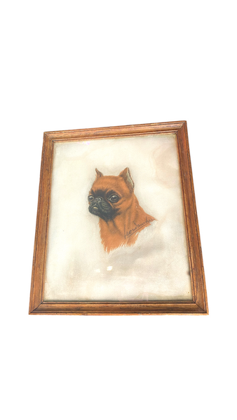 70s BRUSSELS GRIFFON PORTRAIT