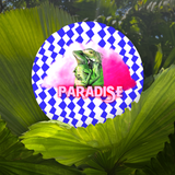 Iguana Paradise Coaster Set