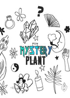 MYSTERY PLANT- BRIGHT LIGHT ~ Live Plant