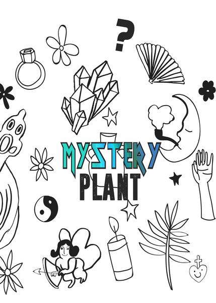 MYSTERY PLANT- BEGINNERS ~ Live Plant