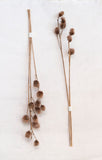 Dried Natural Platycarya Bunch