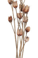Dried Natural Platycarya Bunch