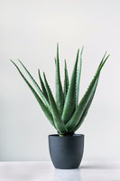 Faux Aloe Plant