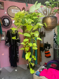PRE-ORDER Neon Pothos ~ Live Plant