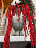 Preserved Pink Waterfall Amaranthus Bundle