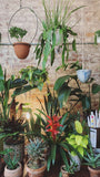 Full Moon Terra Cotta Hanging Planter