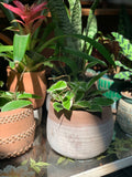 PRE-ORDER 6” Exotic Cacti and Succulents ~ Live Plant