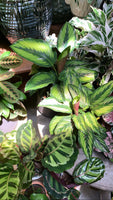 PRE-ORDER Pin Stripe Calathea ~ Live Plant