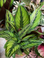 PRE-ORDER Pin Stripe Calathea ~ Live Plant