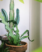 PRE-ORDER 4” Exotic Succulent and Cacti  ~ Live Plant
