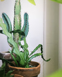 PRE-ORDER 4” Exotic Succulent and Cacti  ~ Live Plant