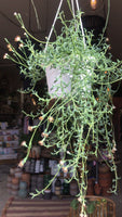 String Of Dolphins ~ Live Plant