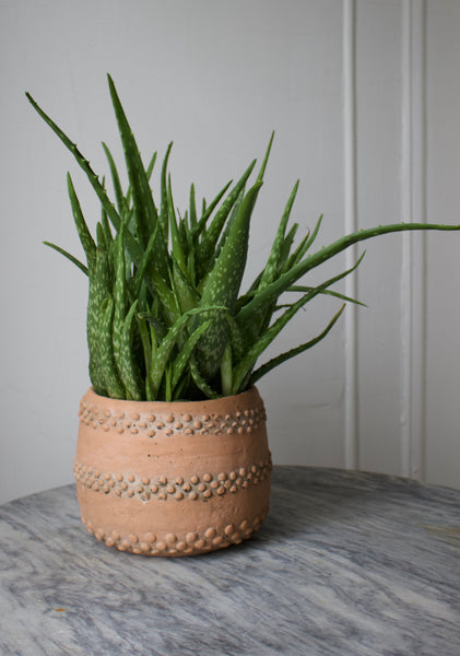 Medicinal Aloe ~ Live Plant
