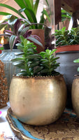 PRE-ORDER 6” Exotic Cacti and Succulents ~ Live Plant