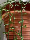 String Of Dolphins ~ Live Plant