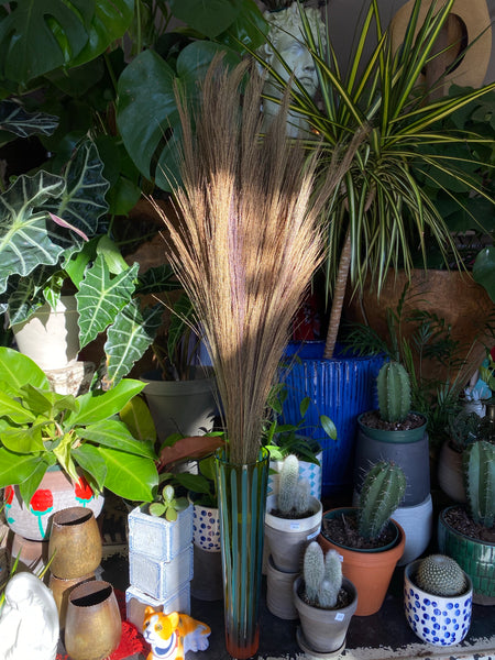 Tiger Grass Bundle