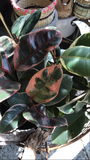PRE-ORDER Variegated Rubber Tree ~ Live Plant
