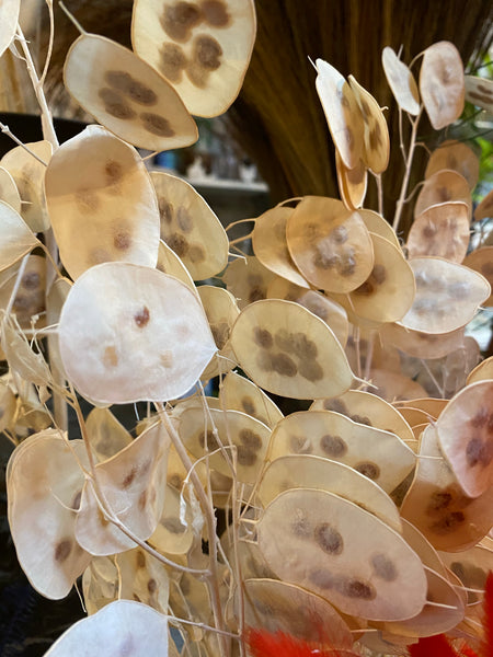 Creamy White Lunaria Flower Bundle