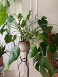 AVAILABLE FOR PICK UP 6" - 10" Monstera ~ Live Plant
