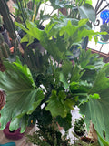PRE-ORDER FOR PICK UP 10" Hope Philodendron ~ Live Plant