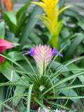 Bromeliad ~ Live Plant