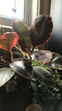 PRE-ORDER Variegated Rubber Tree ~ Live Plant