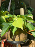 PRE-ORDER Philodendron Brasil ~ Live Plant