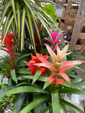 Bromeliad ~ Live Plant
