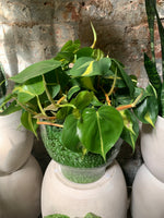 PRE-ORDER Philodendron Brasil ~ Live Plant