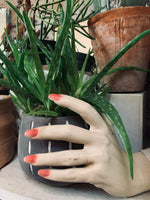 Medicinal Aloe ~ Live Plant