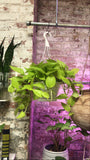 PRE-ORDER Neon Pothos ~ Live Plant