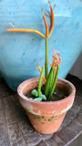 3” Cacti + Succulent ~ Live Plants