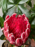Dried Protea Stem