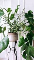 AVAILABLE FOR PICK UP 6" - 10" Monstera ~ Live Plant