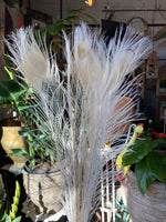 Sun Bleached Peacock Feathers