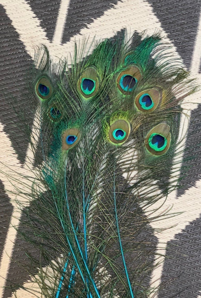 Peacock Feathers – FENG SWAY