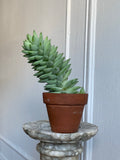3” Cacti + Succulent ~ Live Plants