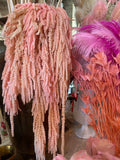 Preserved Pink Waterfall Amaranthus Bundle