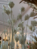 Dried White Fennel Flower Bundle