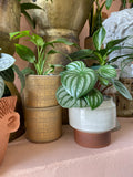 Stogie Pots ~ 3 Sizes
